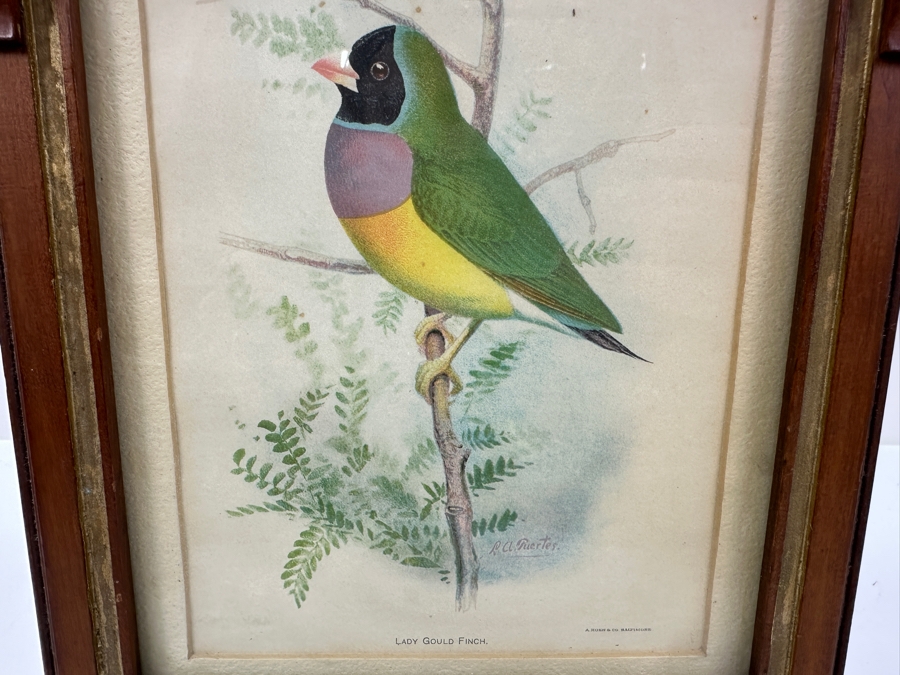 Antique Eastlake Picture Frame with Gouldian Finch Bird Print 8'x14' [Photo 4]
