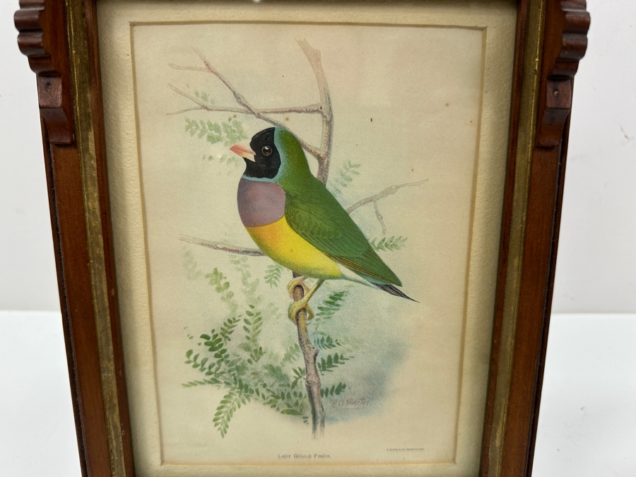 Antique Eastlake Picture Frame with Gouldian Finch Bird Print 8'x14' [Photo 3]
