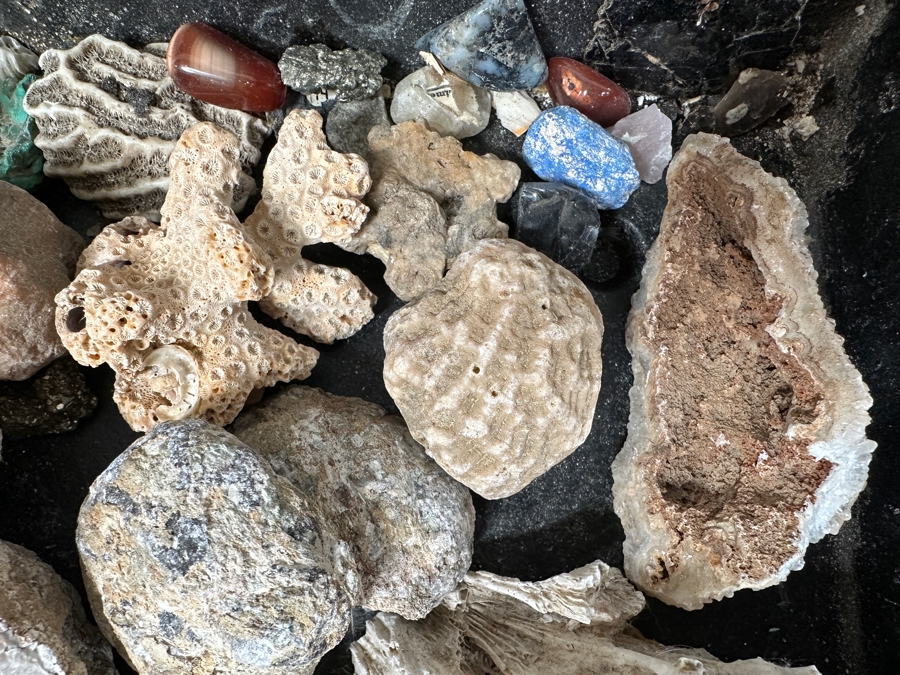 Just Added - Rock Collection Lot #5 With Petrified Wood & Fossils - See Photos [Photo 15]