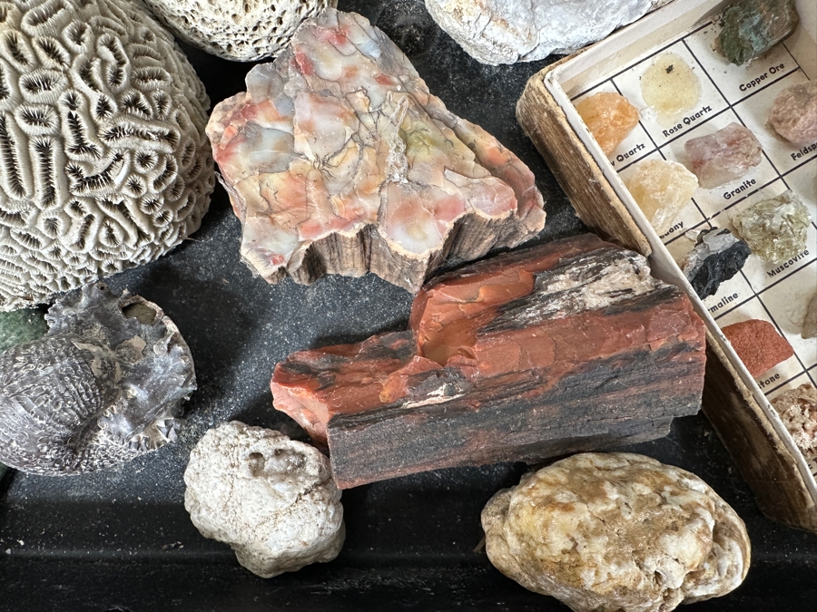 Just Added - Rock Collection Lot #5 With Petrified Wood & Fossils - See Photos [Photo 6]