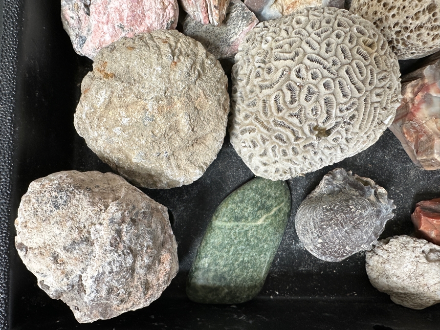 Just Added - Rock Collection Lot #5 With Petrified Wood & Fossils - See Photos [Photo 4]