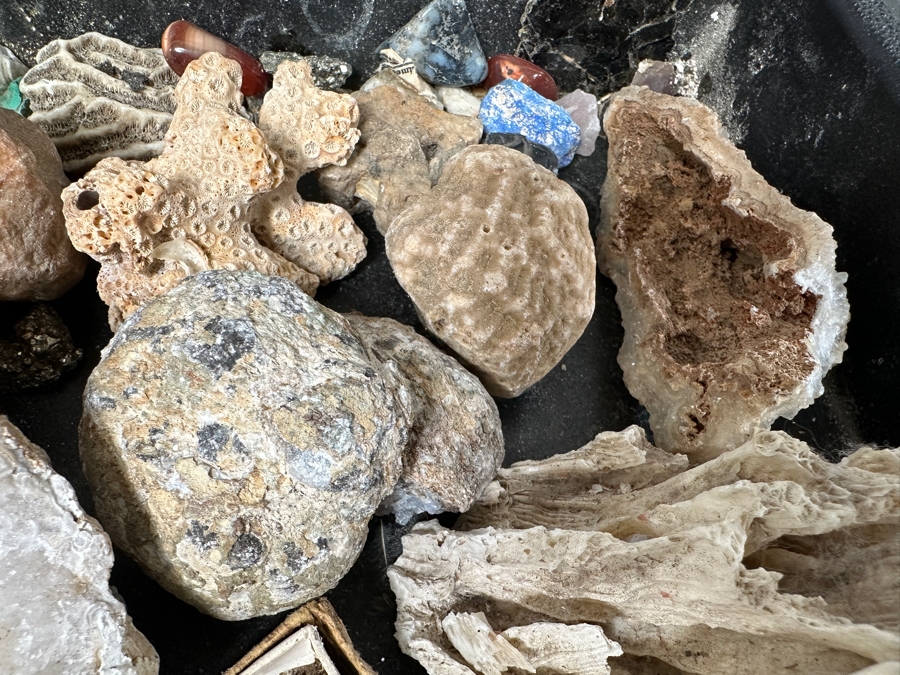 Just Added - Rock Collection Lot #5 With Petrified Wood & Fossils - See Photos [Photo 16]