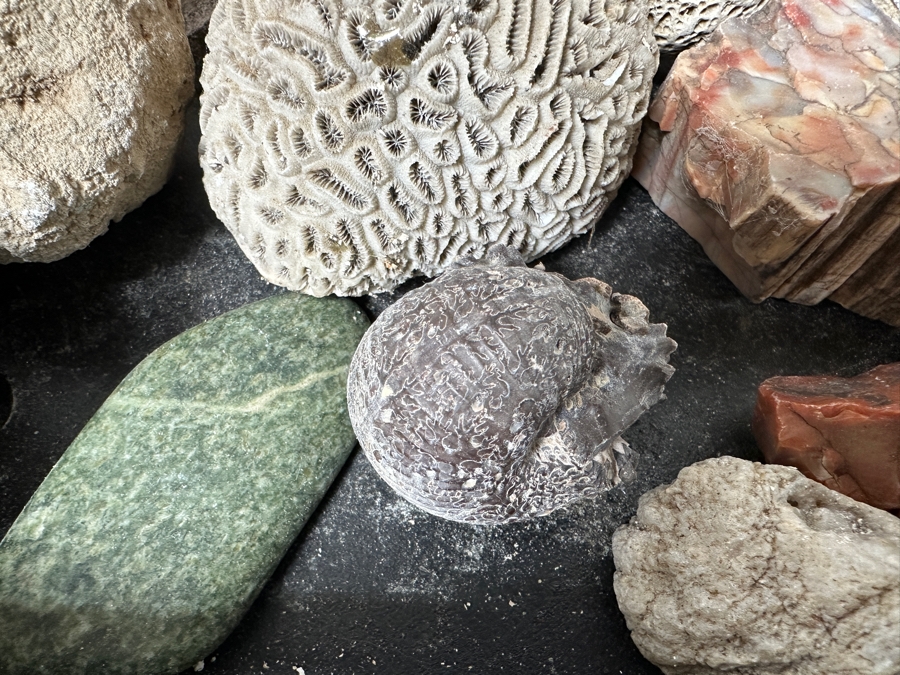 Just Added - Rock Collection Lot #5 With Petrified Wood & Fossils - See Photos [Photo 5]