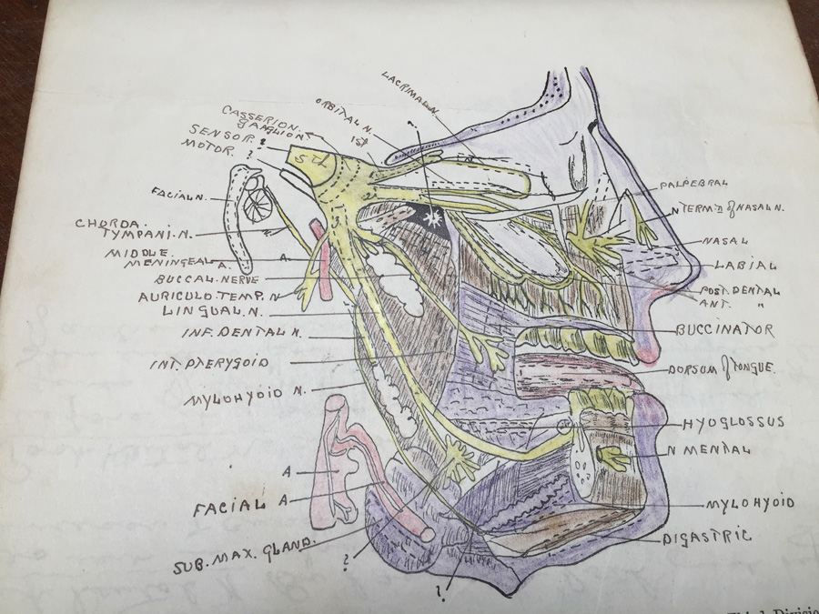 1915 Anatomical Drawings Sytem of Dissecting Dental School with Notes [Photo 24]