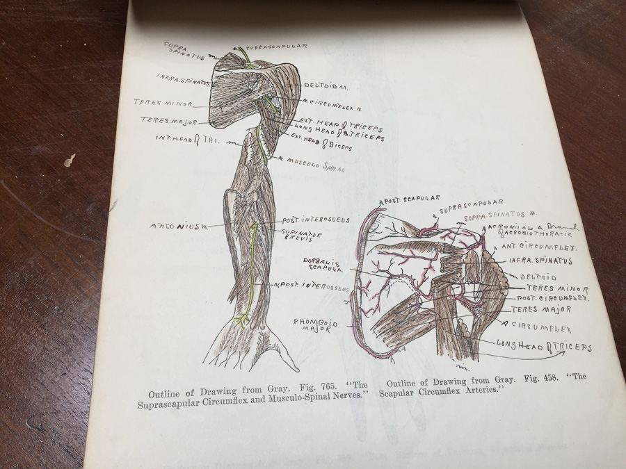 1915 Anatomical Drawings Sytem of Dissecting Dental School with Notes [Photo 30]