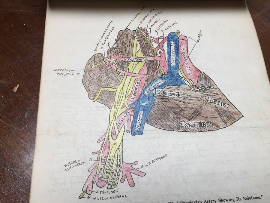 1915 Anatomical Drawings Sytem of Dissecting Dental School with Notes [Photo 18]
