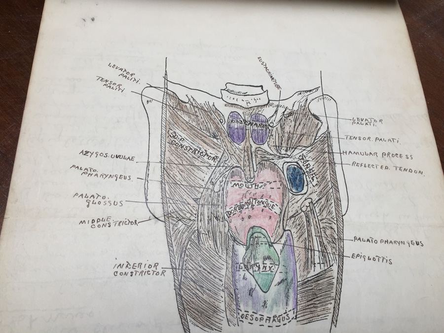1915 Anatomical Drawings Sytem of Dissecting Dental School with Notes [Photo 21]
