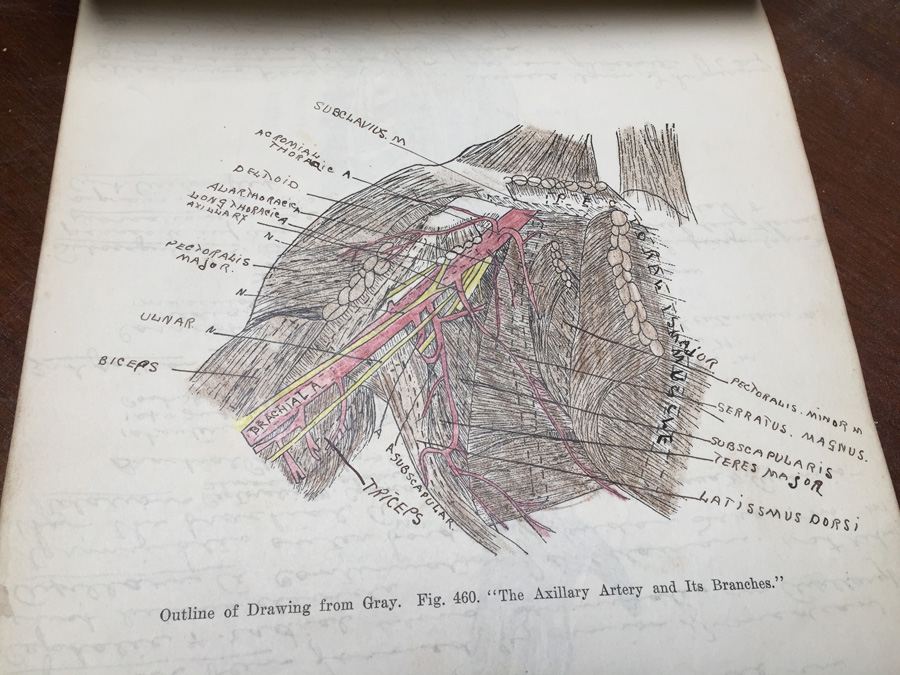 1915 Anatomical Drawings Sytem of Dissecting Dental School with Notes [Photo 26]