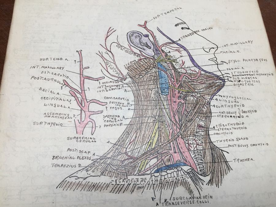 1915 Anatomical Drawings Sytem of Dissecting Dental School with Notes [Photo 2]