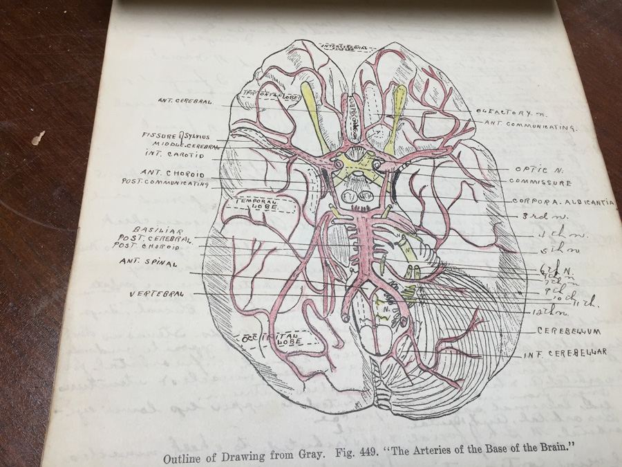 1915 Anatomical Drawings Sytem of Dissecting Dental School with Notes [Photo 12]