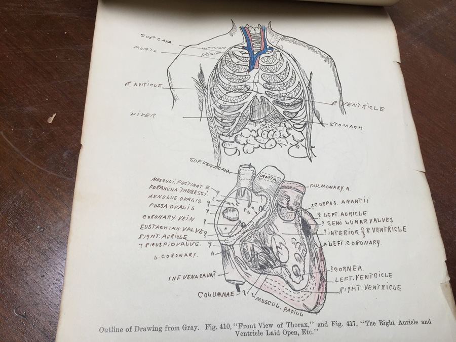 1915 Anatomical Drawings Sytem of Dissecting Dental School with Notes [Photo 33]