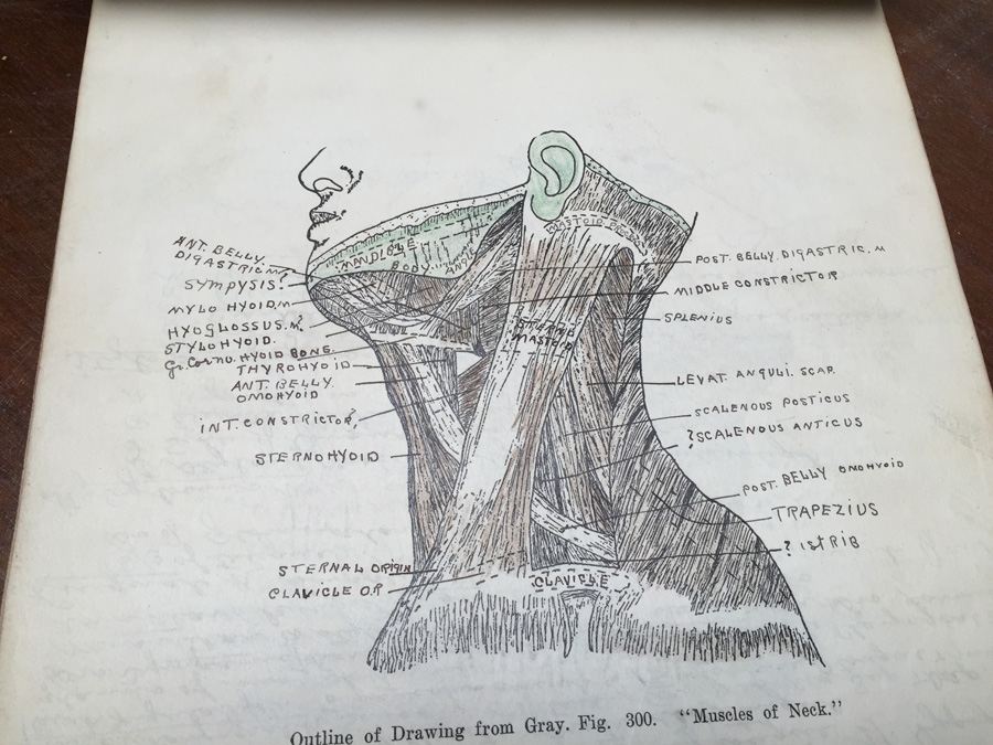 1915 Anatomical Drawings Sytem of Dissecting Dental School with Notes [Photo 13]
