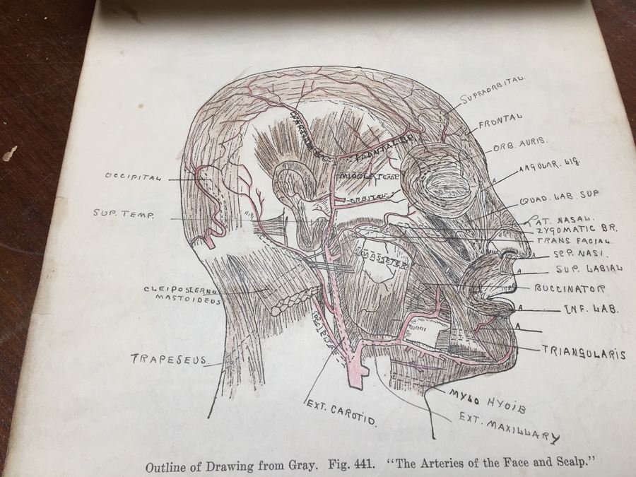 1915 Anatomical Drawings Sytem of Dissecting Dental School with Notes [Photo 9]