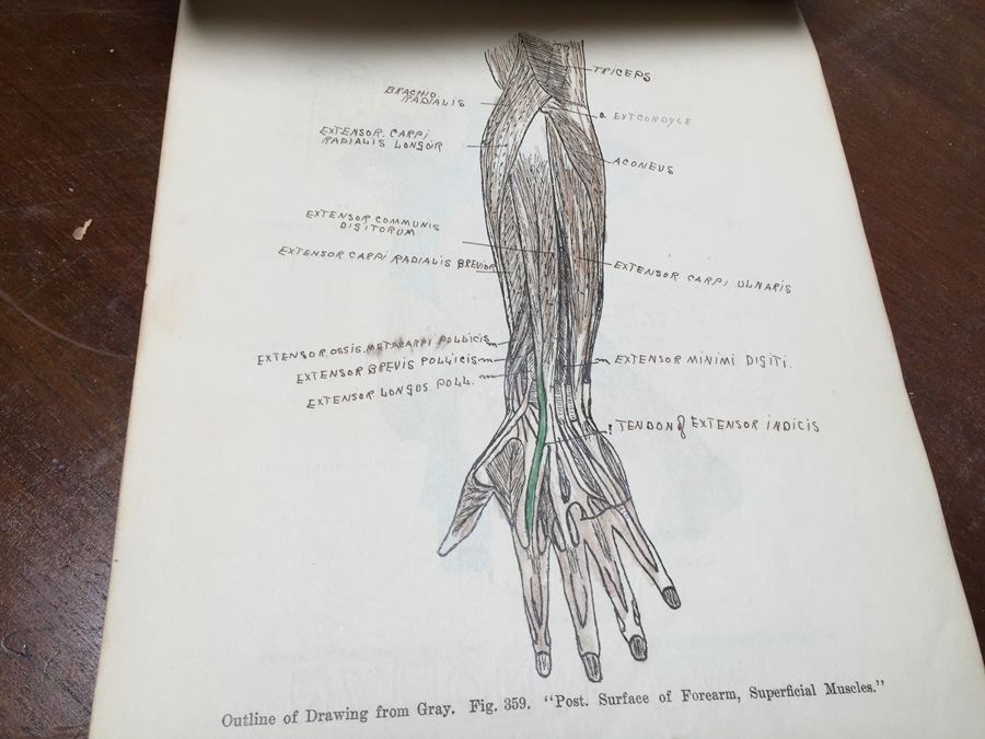 1915 Anatomical Drawings Sytem of Dissecting Dental School with Notes [Photo 31]