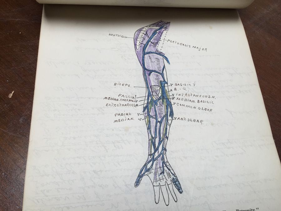 1915 Anatomical Drawings Sytem of Dissecting Dental School with Notes [Photo 28]