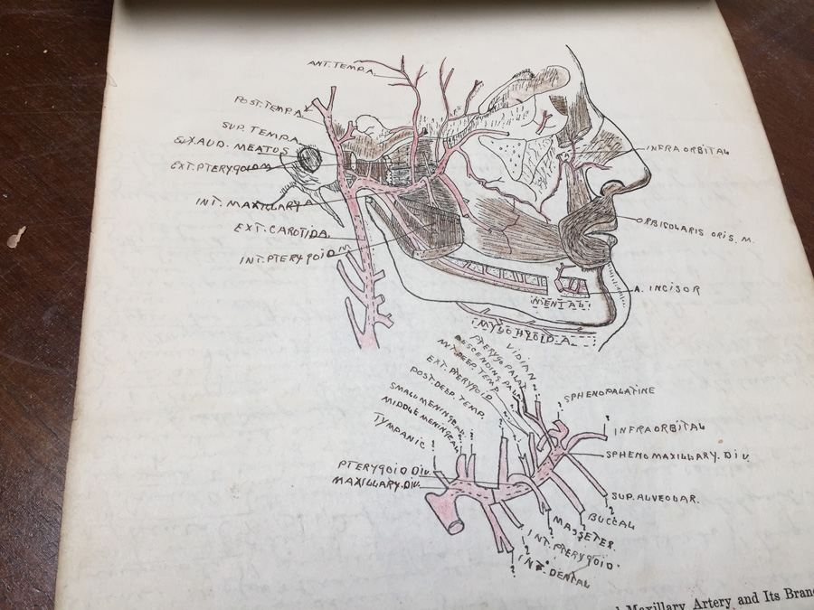 1915 Anatomical Drawings Sytem of Dissecting Dental School with Notes [Photo 20]