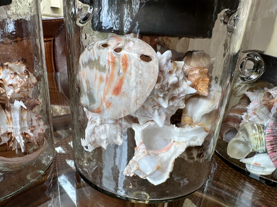 Set of (3) Grandin Road Bogota Round Glass Hurricanes With Organic Seashells 8'H - 12.5'H [Photo 4]