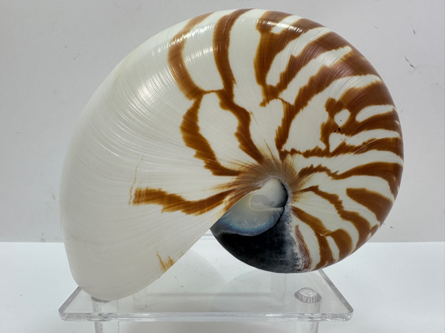 Organic Nautilus Shell With Acrylic Display Stand 4.25'H [Photo 2]