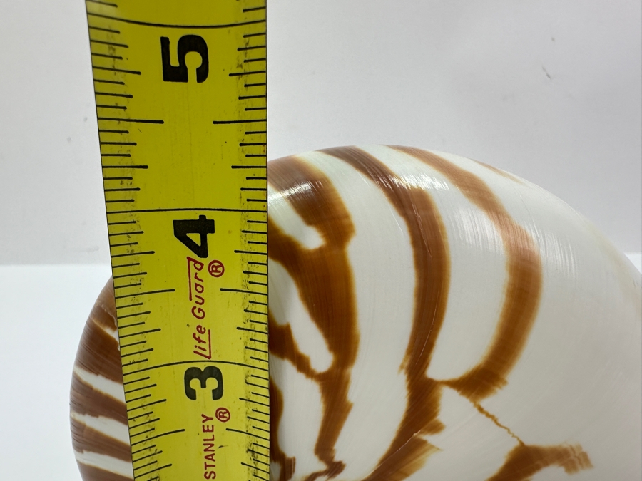 Organic Nautilus Shell With Acrylic Display Stand 4.25'H [Photo 5]