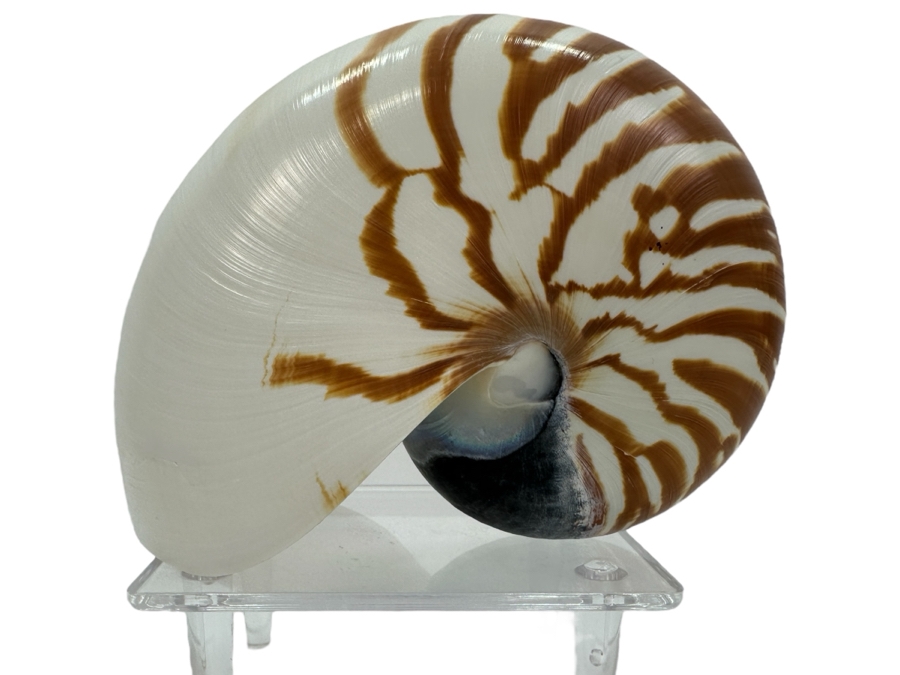Organic Nautilus Shell With Acrylic Display Stand 4.25'H [Photo 1]