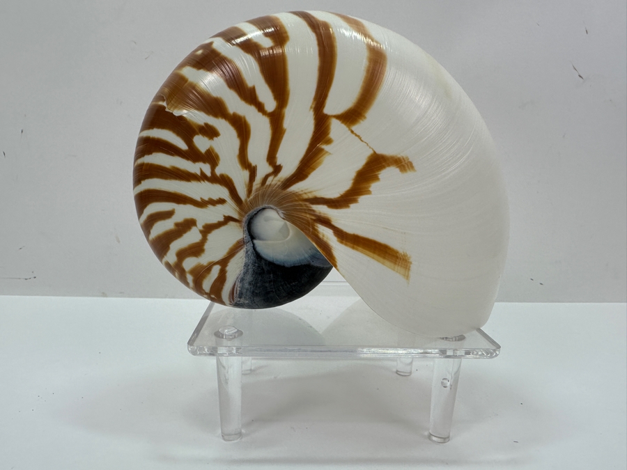Organic Nautilus Shell With Acrylic Display Stand 4.25'H [Photo 4]