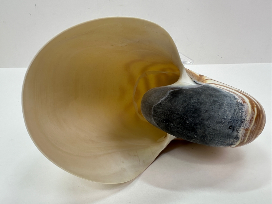 Organic Nautilus Shell With Acrylic Display Stand 4.25'H [Photo 3]
