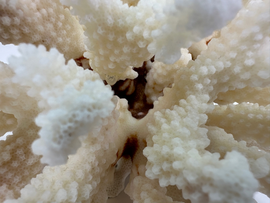 Organic White Cauliflower Coral Piece 9'W x 6'H [Photo 3]