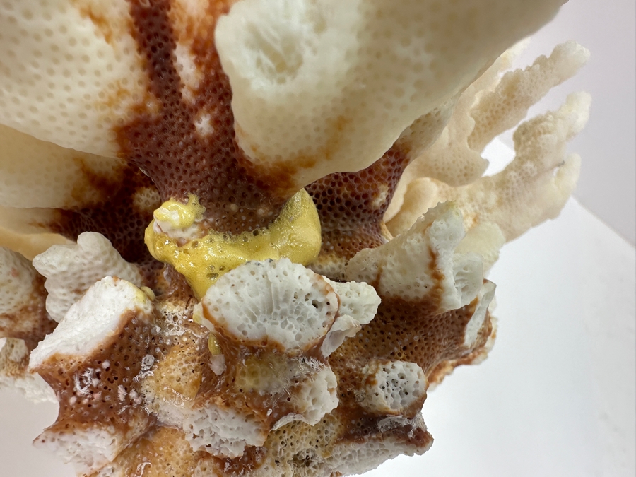 Organic White Cauliflower Coral Piece 9'W x 6'H [Photo 6]