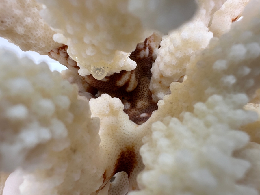 Organic White Cauliflower Coral Piece 9'W x 6'H [Photo 4]