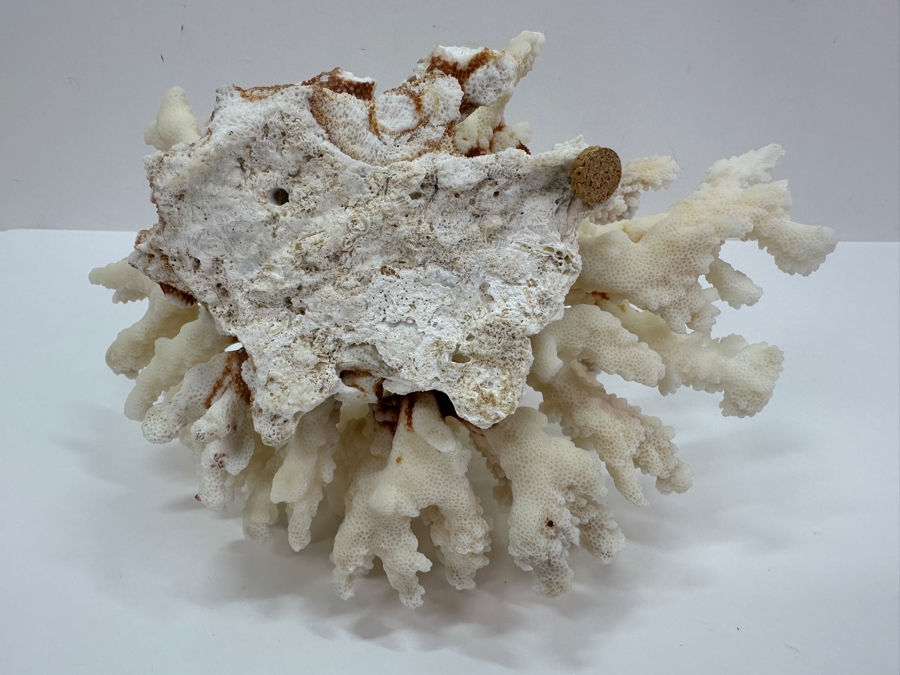 Organic White Cauliflower Coral Piece 9'W x 6'H [Photo 7]