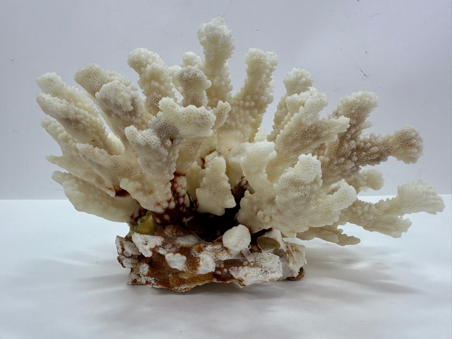 Organic White Cauliflower Coral Piece 9'W x 6'H [Photo 5]
