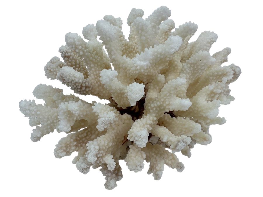 Organic White Cauliflower Coral Piece 9'W x 6'H [Photo 1]