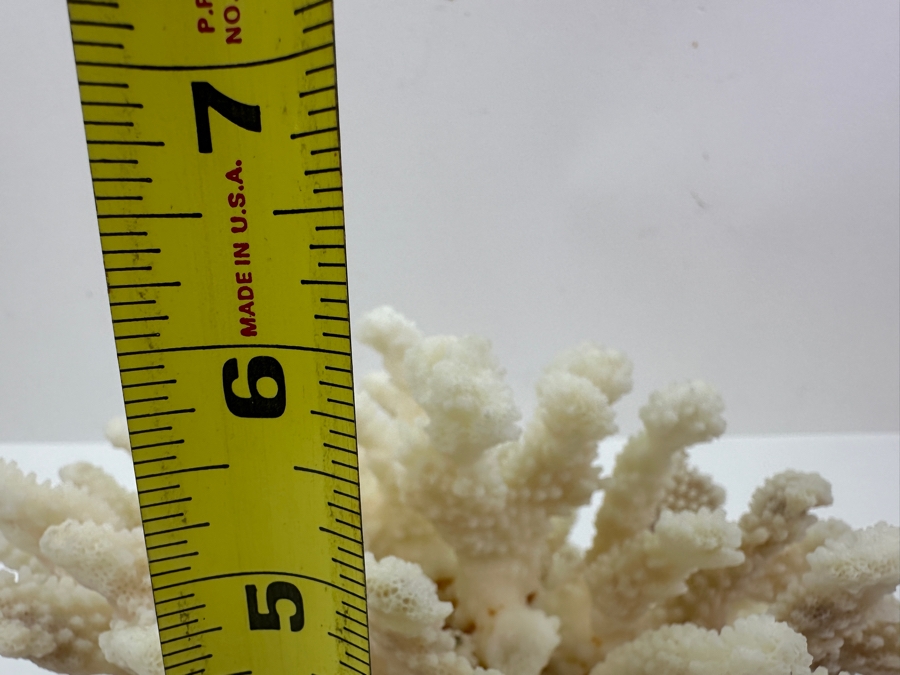 Organic White Cauliflower Coral Piece 9'W x 6'H [Photo 8]