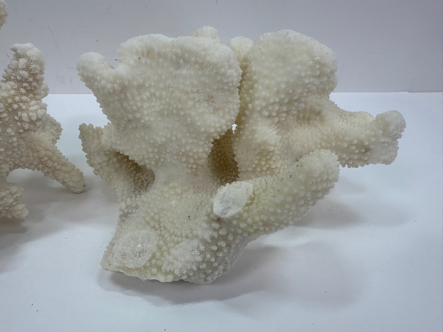 Pair Of Organic White Coral Specimens 8'W [Photo 8]