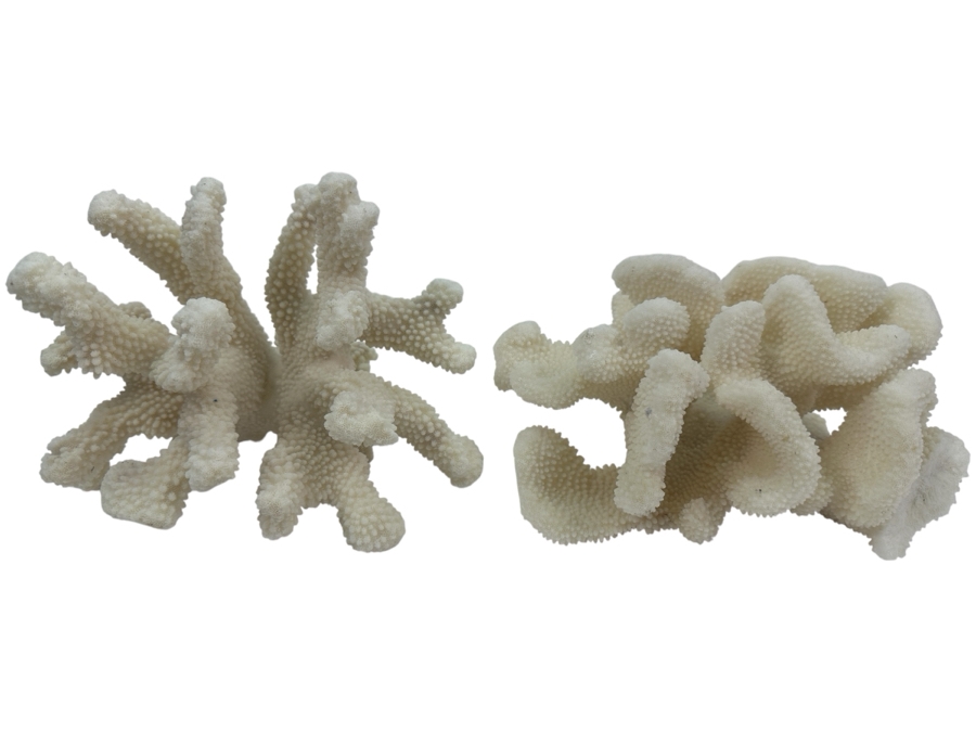 Pair Of Organic White Coral Specimens 8'W [Photo 1]
