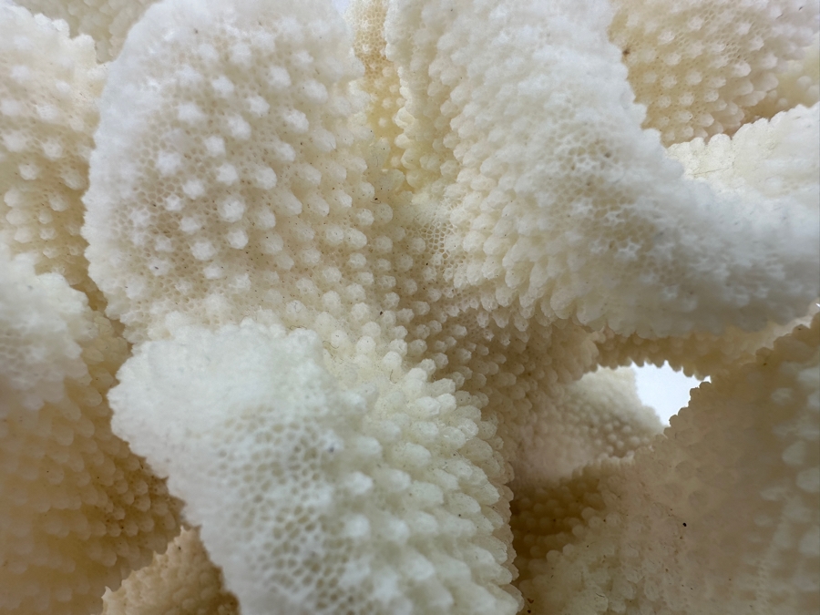 Pair Of Organic White Coral Specimens 8'W [Photo 5]
