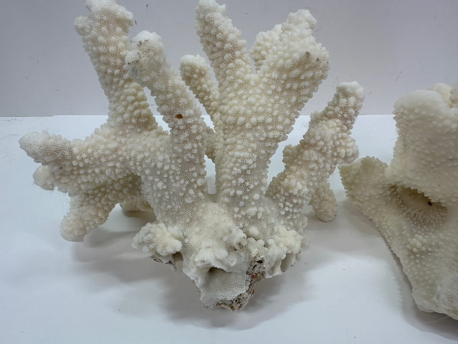 Pair Of Organic White Coral Specimens 8'W [Photo 7]