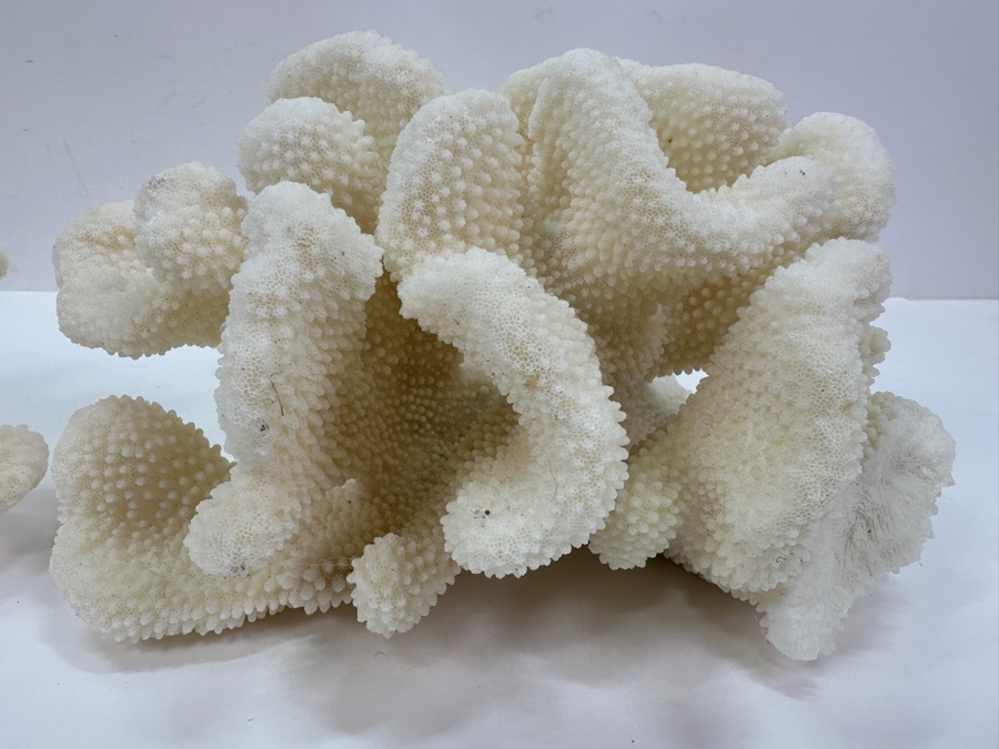 Pair Of Organic White Coral Specimens 8'W [Photo 4]