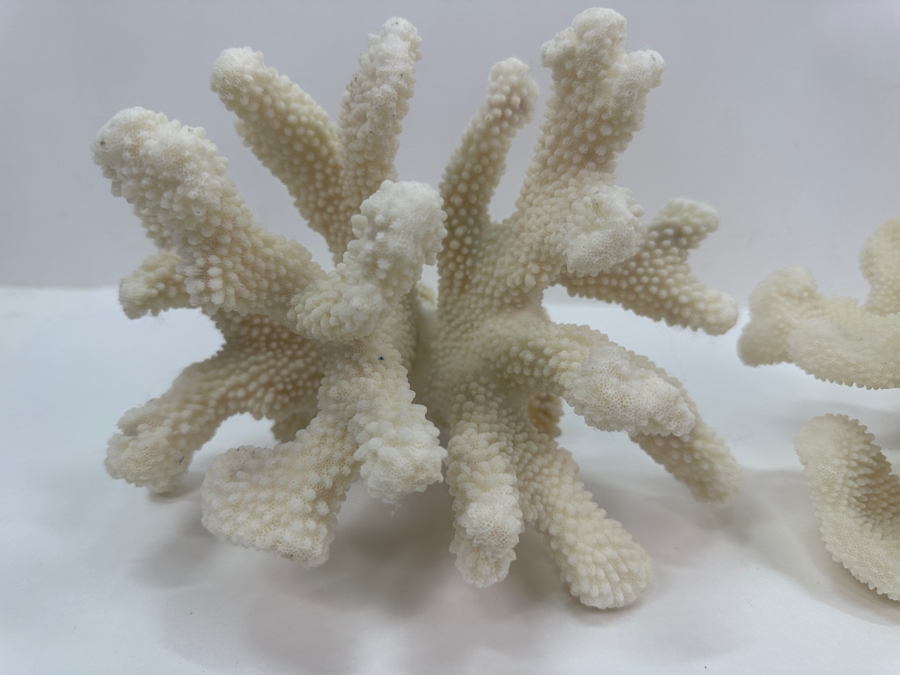 Pair Of Organic White Coral Specimens 8'W [Photo 3]
