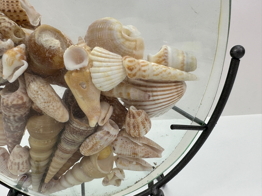 Glass Vase With Metal Stand Filled With Organic Seashells 10W X 10H [Photo 4]