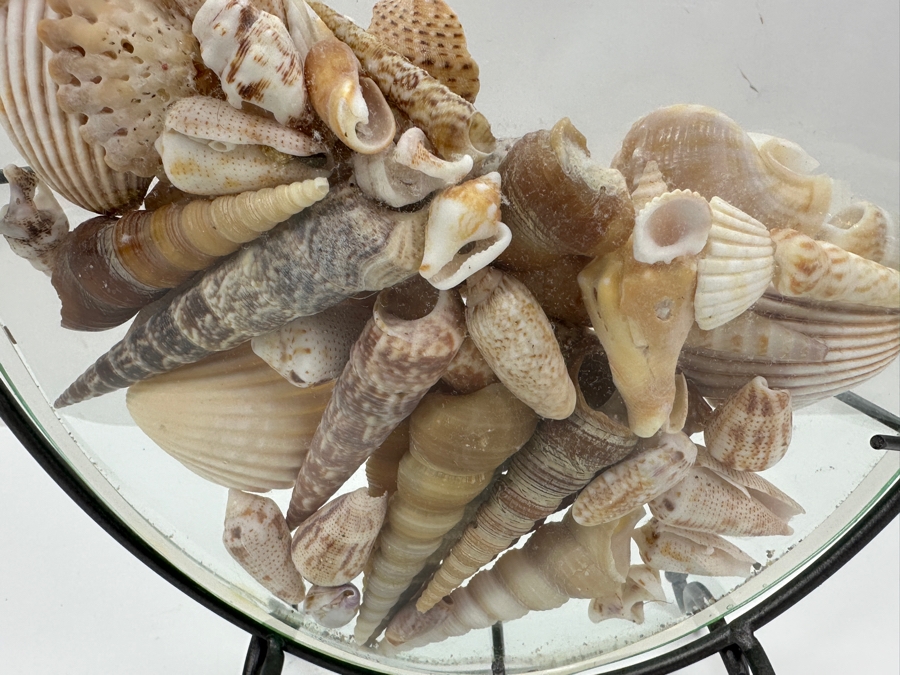 Glass Vase With Metal Stand Filled With Organic Seashells 10W X 10H [Photo 3]