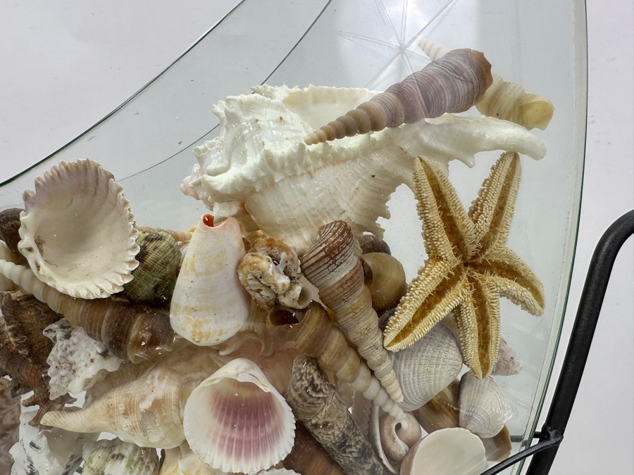 Glass Vase With Metal Stand Filled With Organic Seashells 15.5W X 19H [Photo 9]
