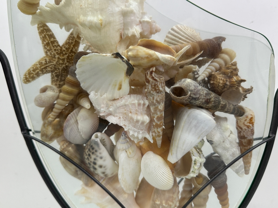Glass Vase With Metal Stand Filled With Organic Seashells 15.5W X 19H [Photo 5]