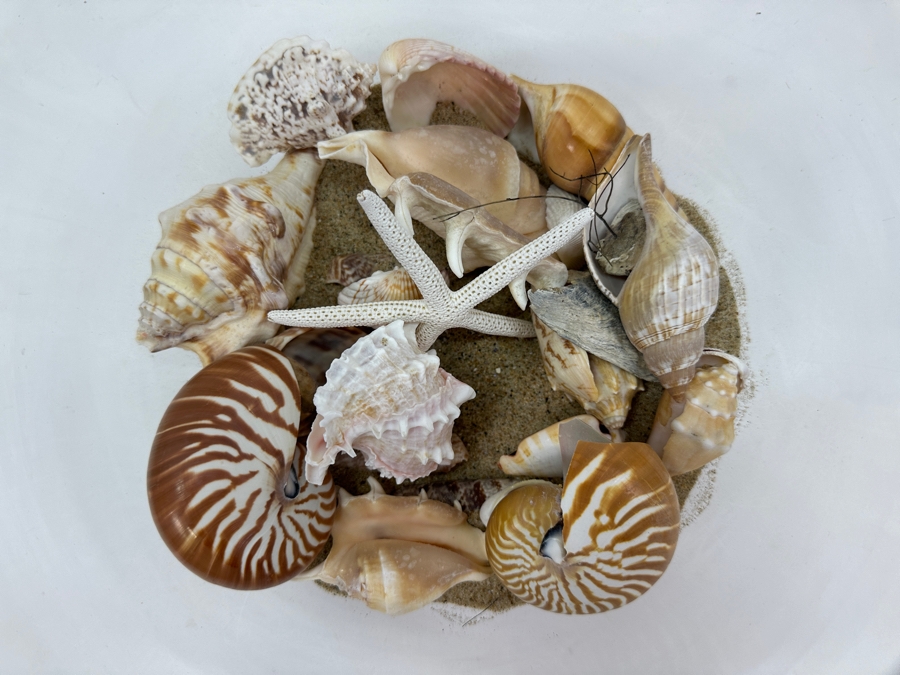 Decorative Glass Bowl with Organic Seashells 10'W X 10'H [Photo 3]