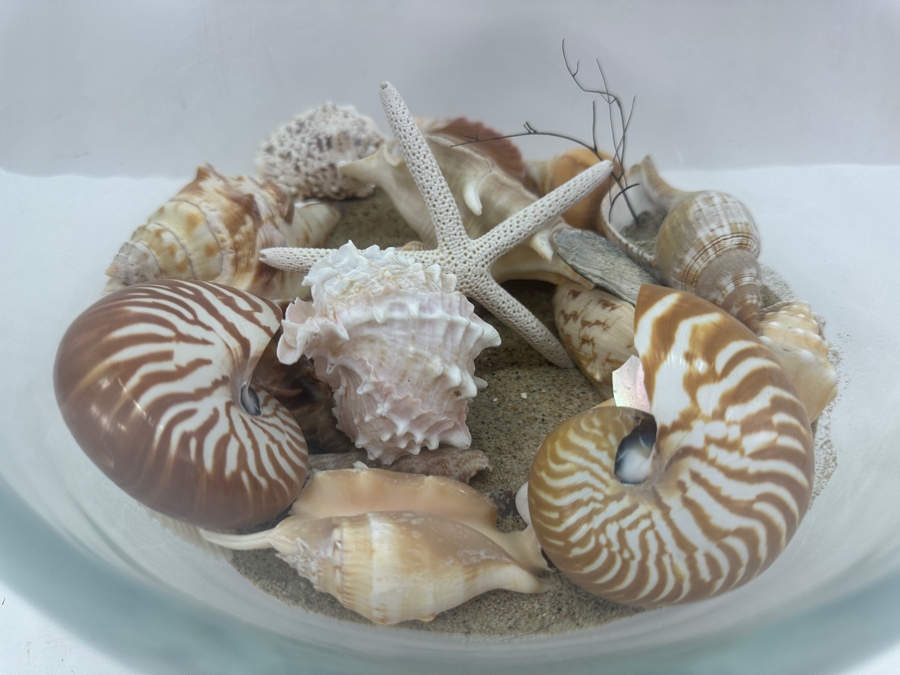 Decorative Glass Bowl with Organic Seashells 10'W X 10'H [Photo 2]