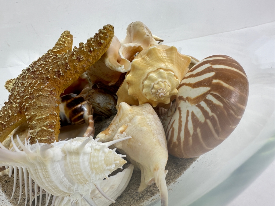 Glass Bowl Filled with Organic Seashells 10' H [Photo 6]