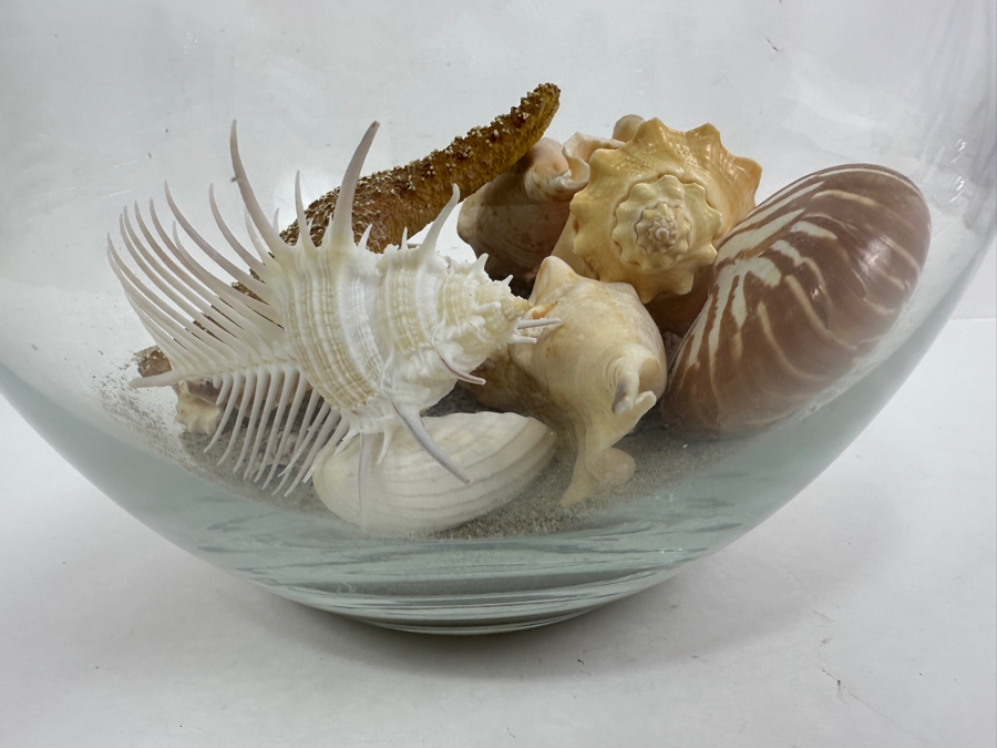 Glass Bowl Filled with Organic Seashells 10' H [Photo 5]