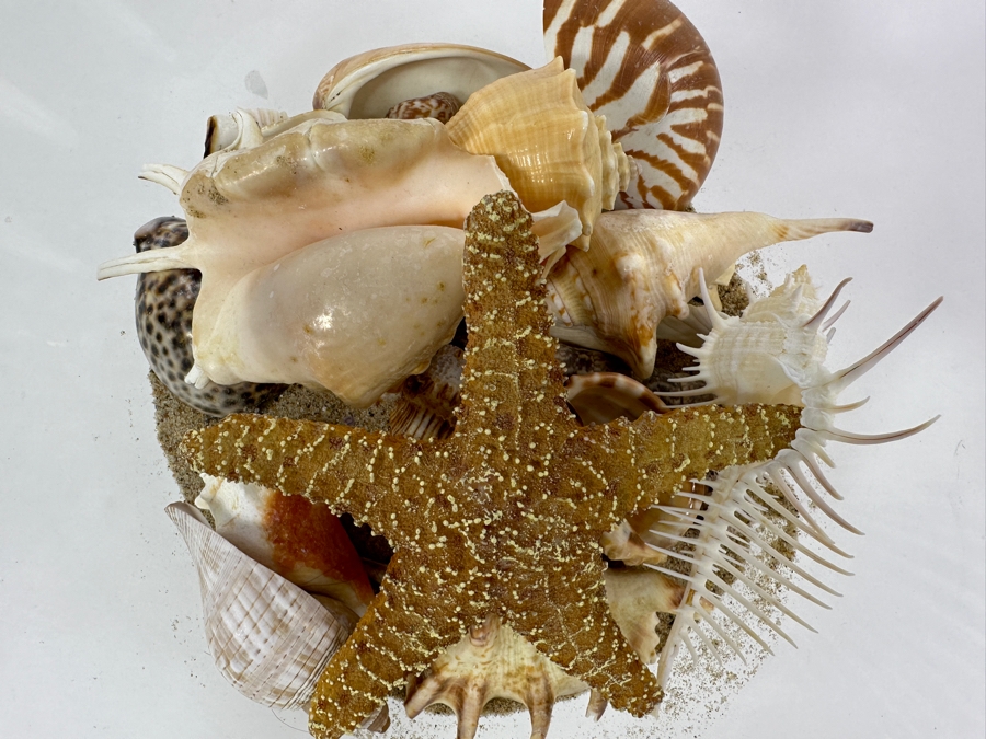 Glass Bowl Filled with Organic Seashells 10' H [Photo 4]