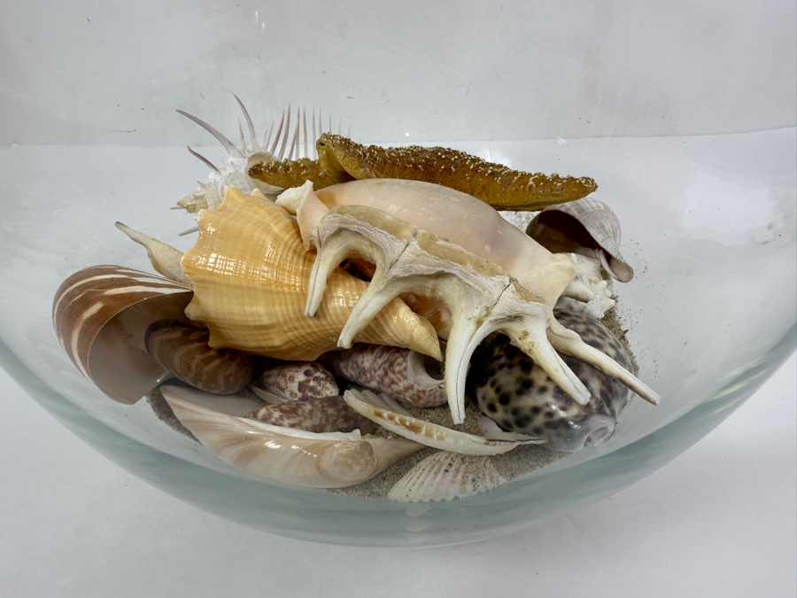 Glass Bowl Filled with Organic Seashells 10' H [Photo 7]