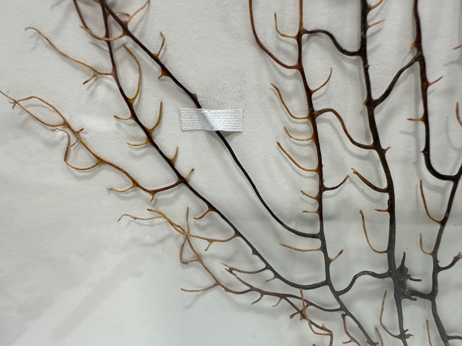Pair Of Shadowbox Framed Natural Coral Sea Fans Each Frame Measures 17 X 17 [Photo 3]